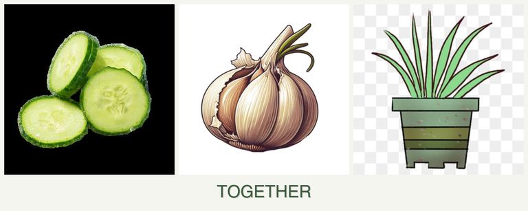 Can you plant cucumbers, garlic and lemongrass together?