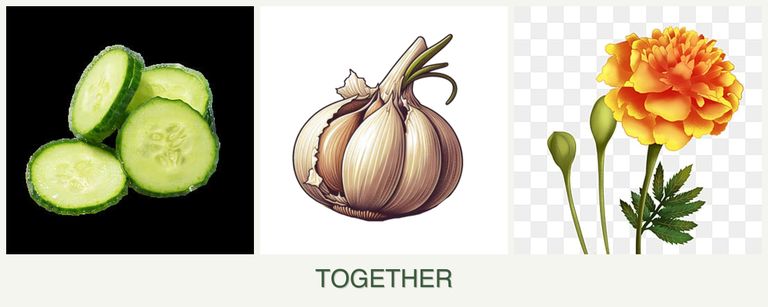 Can you plant cucumbers, garlic and marigolds together?