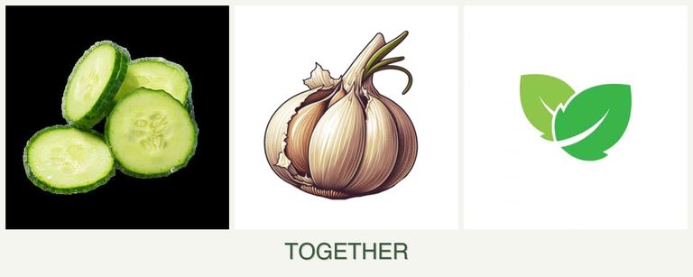 Can you plant cucumbers, garlic and mint together?