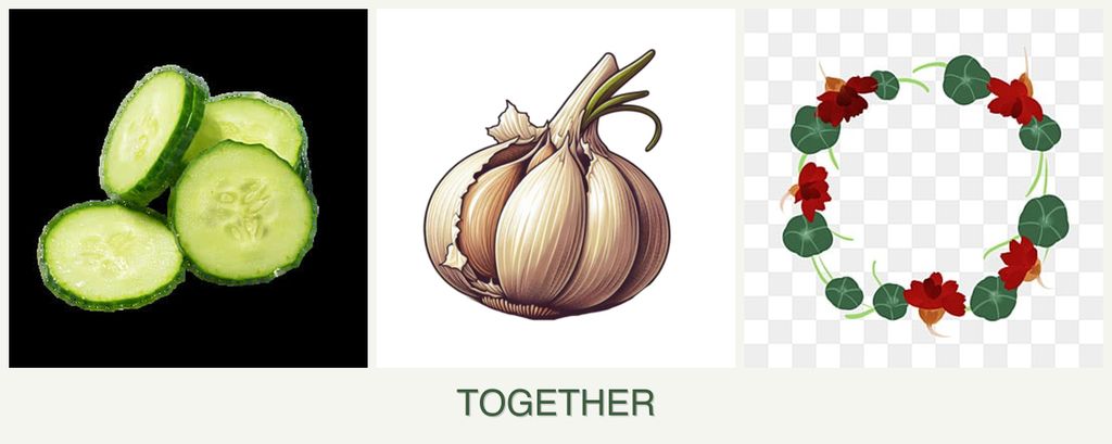 Can you plant cucumbers, garlic and nasturtiums together?