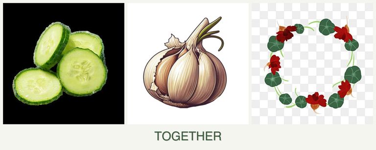 Can you plant cucumbers, garlic and nasturtiums together?