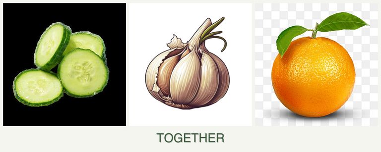Can you plant cucumbers, garlic and oranges together?