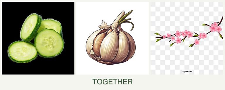 Can you plant cucumbers, garlic and peaches together?