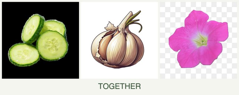 Can you plant cucumbers, garlic and petunias together?