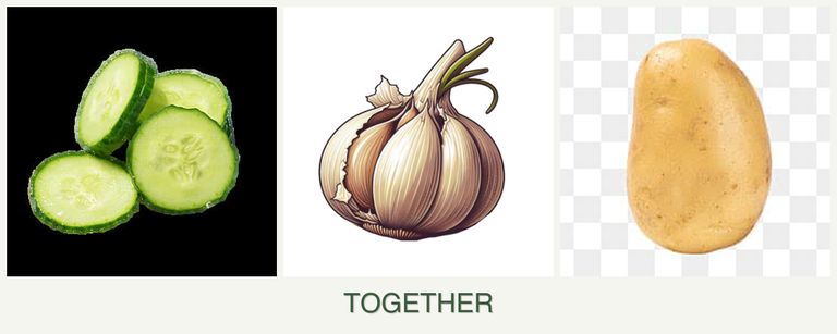 Can you plant cucumbers, garlic and potatoes together?