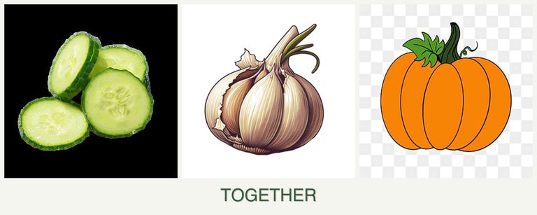 Can you plant cucumbers, garlic and pumpkin together?