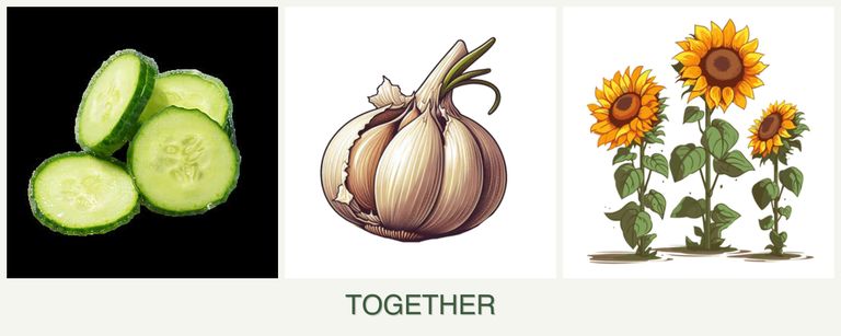 Can you plant cucumbers, garlic and sunflowers together?