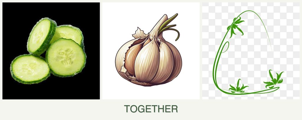 Can you plant cucumbers, garlic and tarragon together?