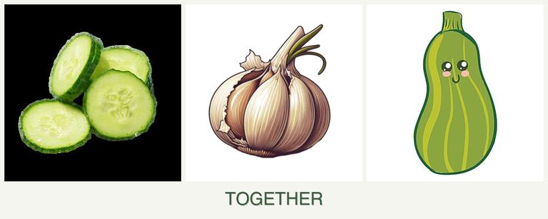 Can you plant cucumbers, garlic and zucchini together?