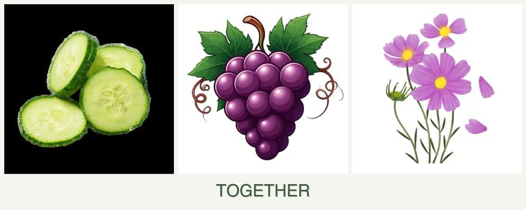 Can you plant cucumbers, grapes and cosmos together?
