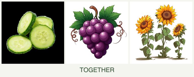 Can you plant cucumbers, grapes and sunflowers together?