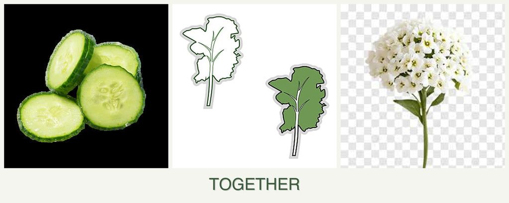 Can you plant cucumbers, kale and alyssum together?