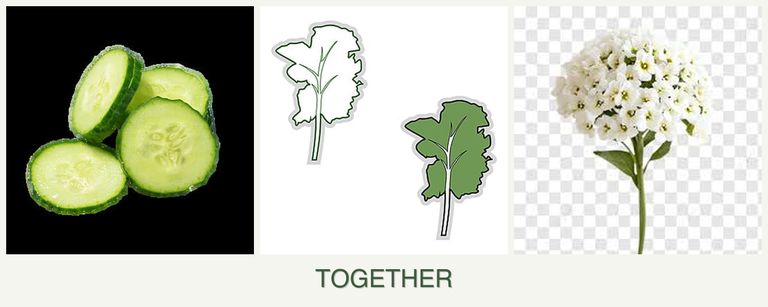 Can you plant cucumbers, kale and alyssum together?