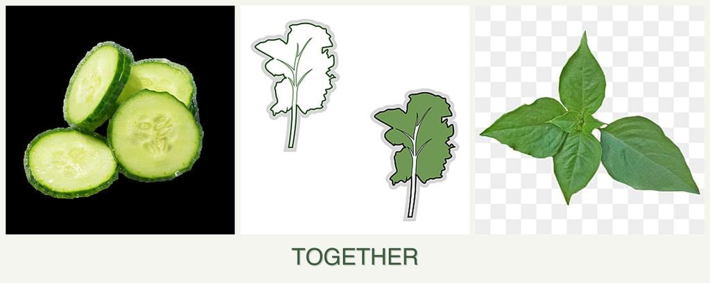 Can you plant cucumbers, kale and basil together?