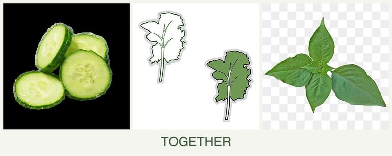 Can you plant cucumbers, kale and basil together?
