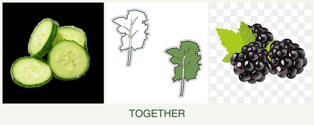 Can you plant cucumbers, kale and blackberries together?