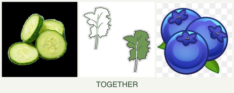 Can you plant cucumbers, kale and blueberries together?