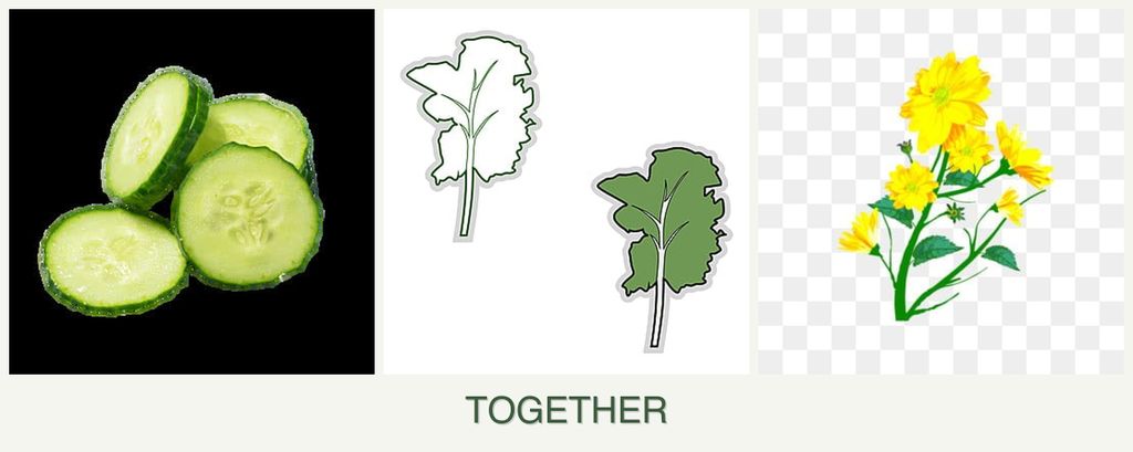 Can you plant cucumbers, kale and calendula together?