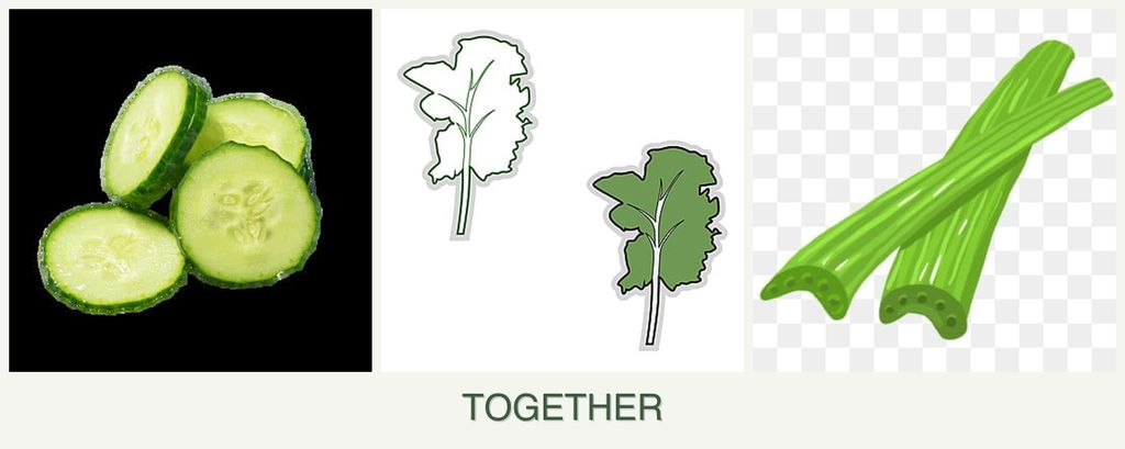 Can you plant cucumbers, kale and celery together?
