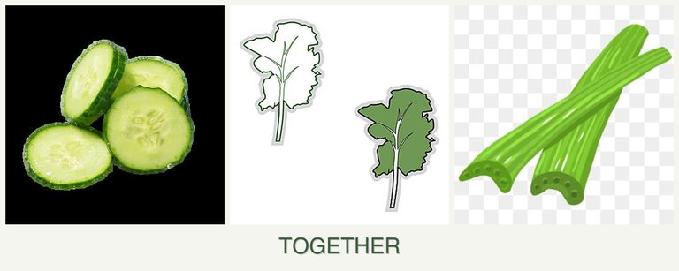 Can you plant cucumbers, kale and celery together?