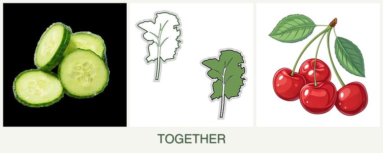 Can you plant cucumbers, kale and cherries together?