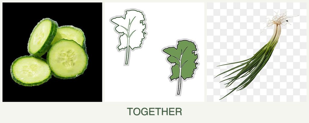 Can you plant cucumbers, kale and chives together?