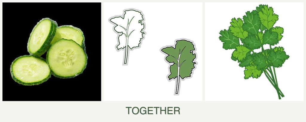 Can you plant cucumbers, kale and cilantro together?