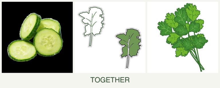 Can you plant cucumbers, kale and cilantro together?