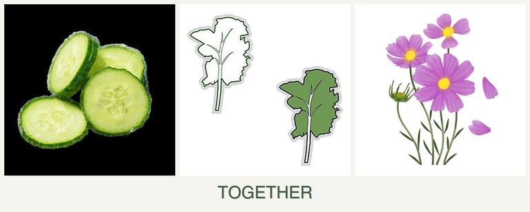 Can you plant cucumbers, kale and cosmos together?