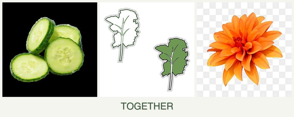 Can you plant cucumbers, kale and dahlias together?