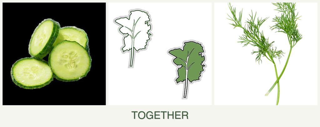 Can you plant cucumbers, kale and dill together?