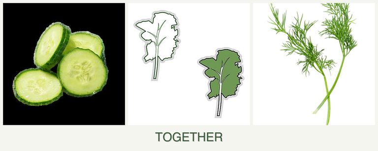 Can you plant cucumbers, kale and dill together?