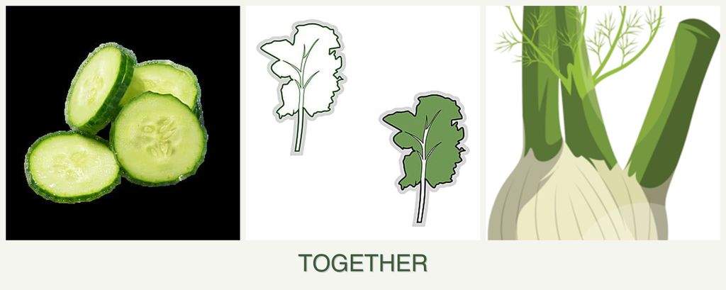 Can you plant cucumbers, kale and fennel together?