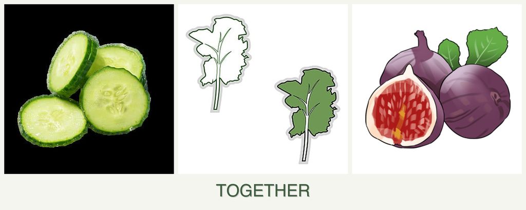 Can you plant cucumbers, kale and figs together?