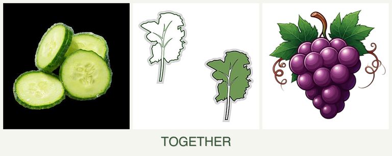 Can you plant cucumbers, kale and grapes together?