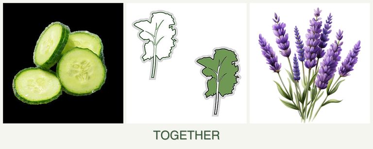 Can you plant cucumbers, kale and lavender together?
