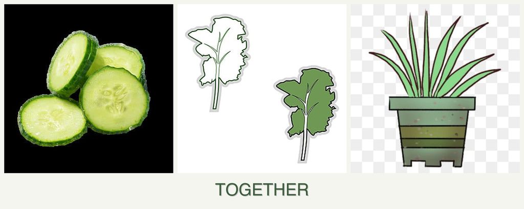 Can you plant cucumbers, kale and lemongrass together?