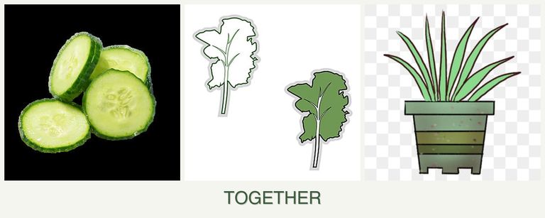Can you plant cucumbers, kale and lemongrass together?