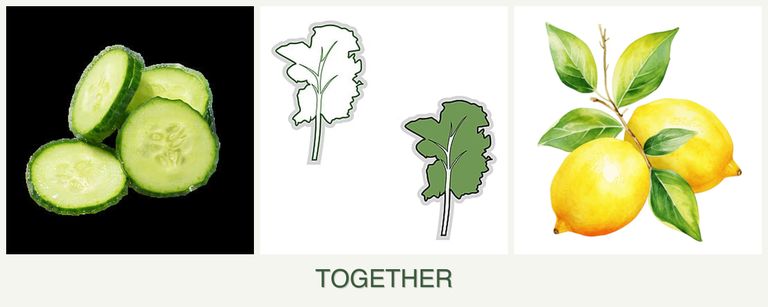 Can you plant cucumbers, kale and lemons together?