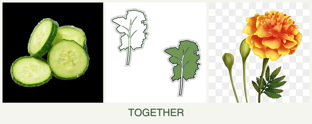 Can you plant cucumbers, kale and marigolds together?