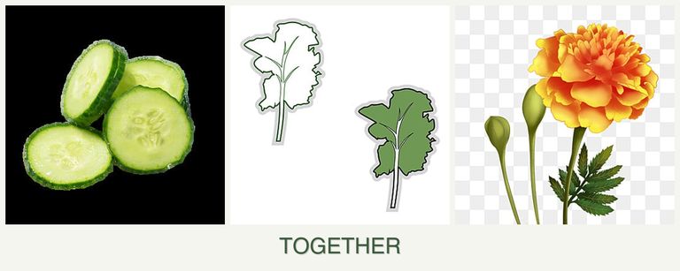 Can you plant cucumbers, kale and marigolds together?