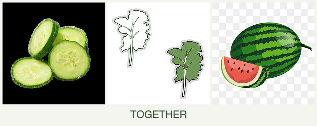 Can you plant cucumbers, kale and melons together?