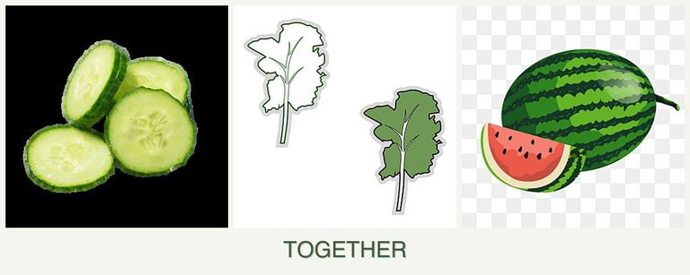 Can you plant cucumbers, kale and melons together?