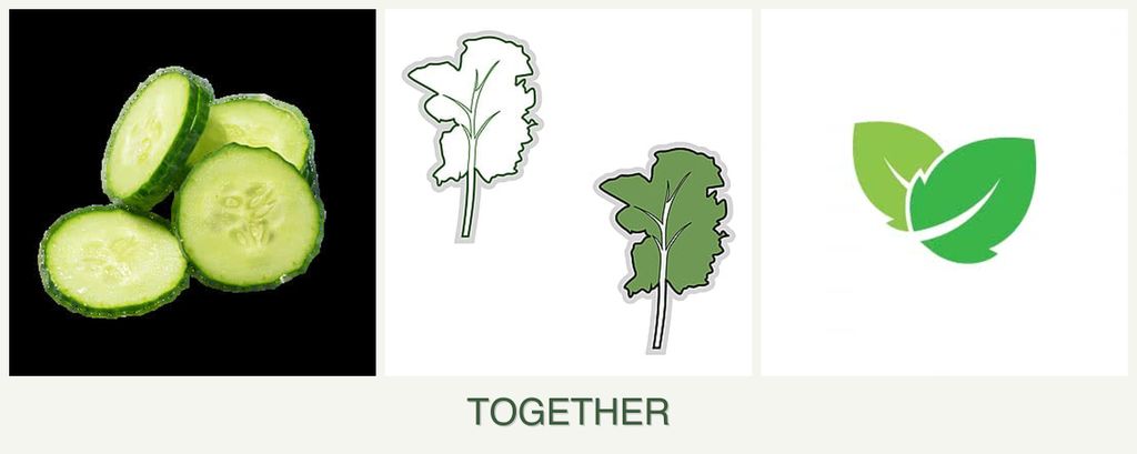 Can you plant cucumbers, kale and mint together?