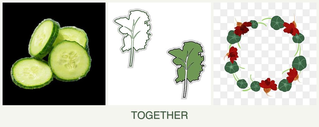 Can you plant cucumbers, kale and nasturtiums together?