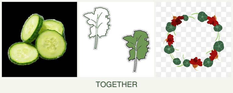 Can you plant cucumbers, kale and nasturtiums together?