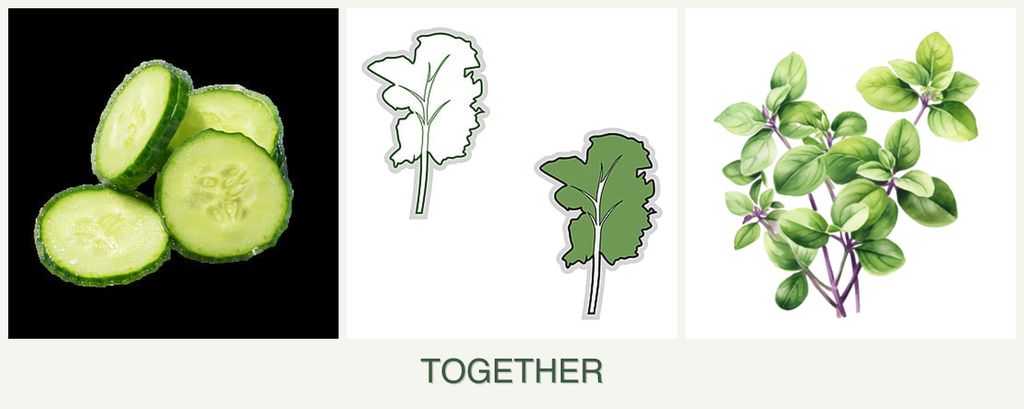 Can you plant cucumbers, kale and oregano together?
