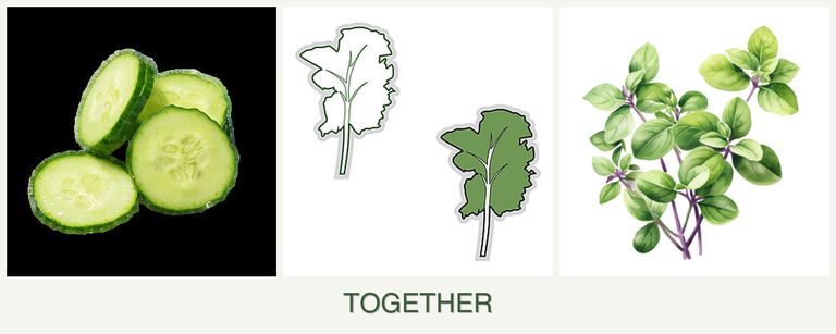 Can you plant cucumbers, kale and oregano together?