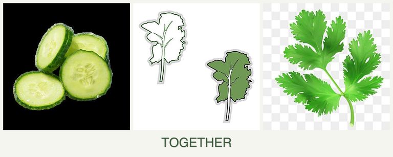 Can you plant cucumbers, kale and parsley together?