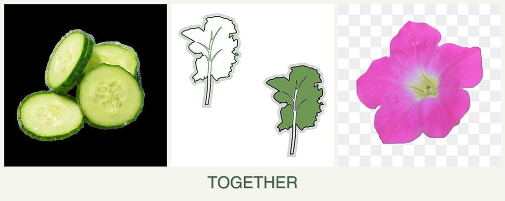 Can you plant cucumbers, kale and petunias together?